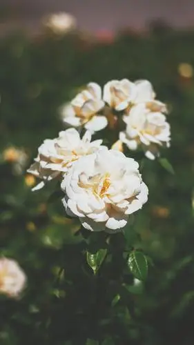 ins风浪漫玫瑰花高清写真,高清图片,手机锁屏桌面-壁纸族