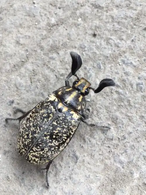 谁知道这是什么昆虫 能不能告诉我下 非常感谢