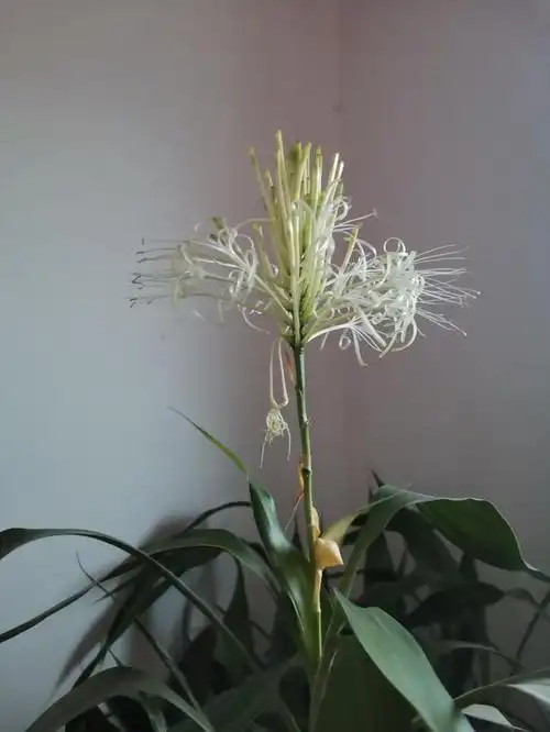 终于等到富贵竹开花了