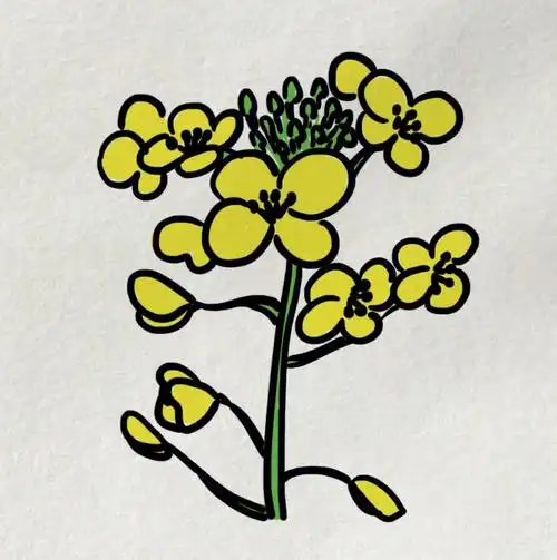 一颗油菜花的画法附步骤