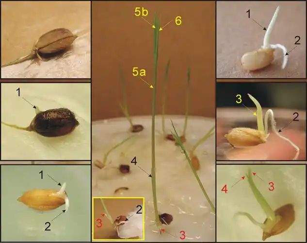 水稻的一生  t.jpg