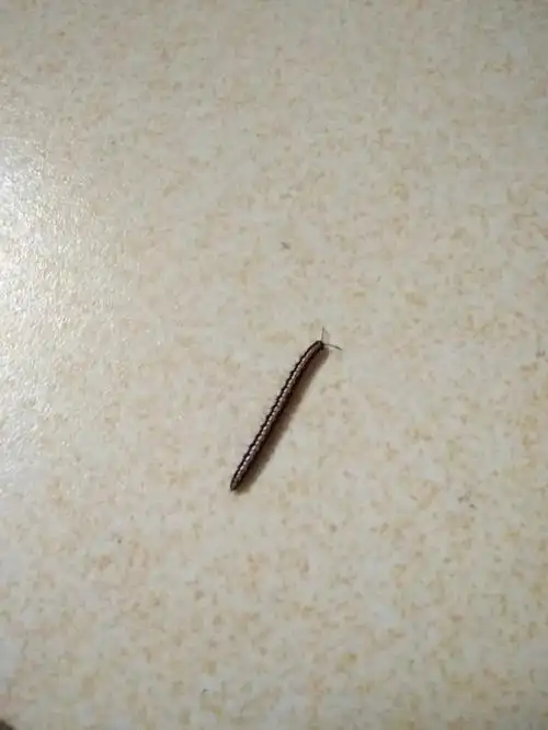 马陆虫为什么那么臭