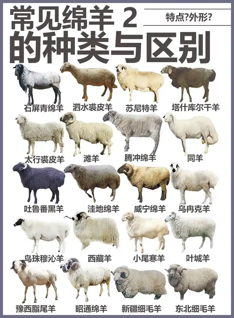 常见绵羊的种类与区别(2)第二期介绍 bgm—谢谢.(调音 - 抖音