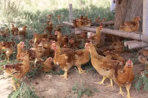 家户散养童子鸡(当天活杀)