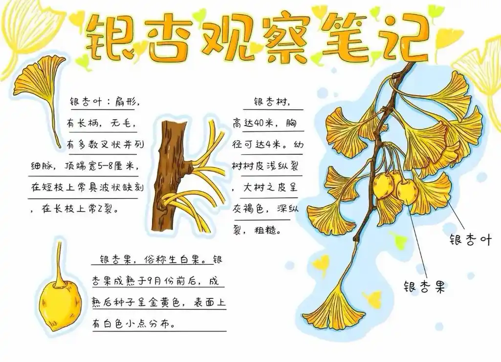 自然笔记手抄报简单.#创作灵感 自然笔记手抄报简单#自然笔记 - 抖音