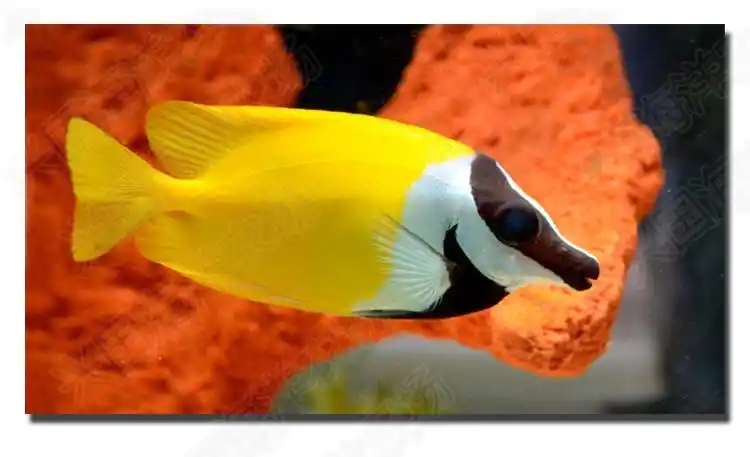 狐狸鱼兔子狐狸活体海水鱼观赏宠物鱼黄色素食珊瑚缸海缸除藻快递包活