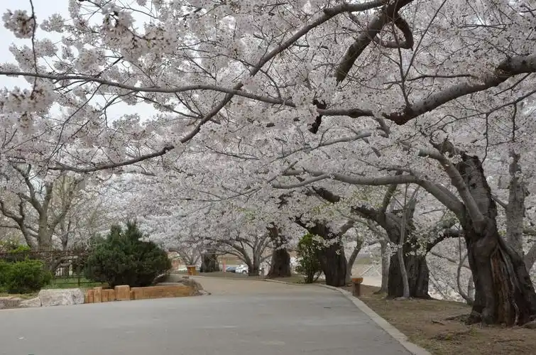 大连旅顺太阳沟樱花大道,龙王塘樱花园