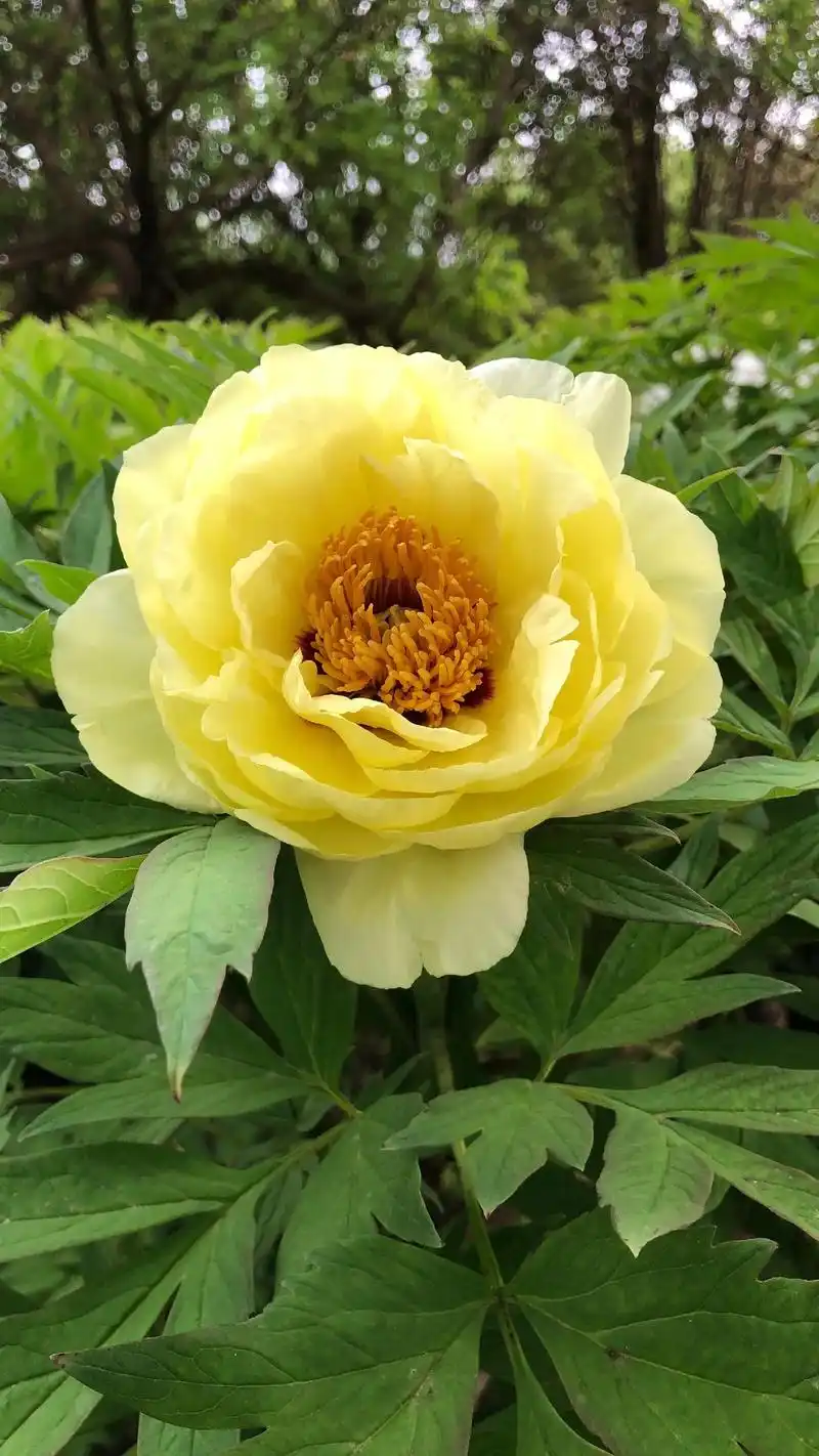 牡丹珍品---皇冠#中华牡丹  - 抖音