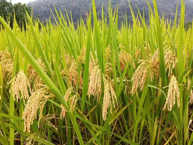 风吹微澜,十里稻花香——记履坦小学三(1)班五月天中队水稻收割记