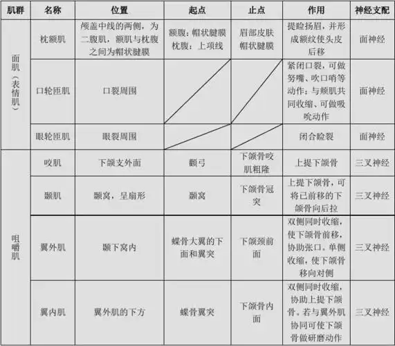 09康复肌肉起止点_作用_神经支配