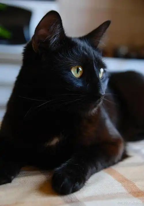 爱宠记 铲屎官 新手养猫 你了解猫界小黑豹—孟买猫吗?