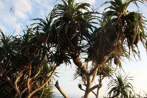 原来凤梨长在树上的?我平常见到的菠萝都是长地上的啊!