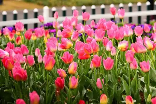 浙江温岭锦屏公园的郁金香花盛开,为春天到来,增添美色!