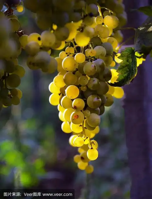 葡萄园里的麝香葡萄
