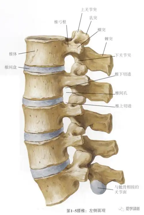 填图题腰椎解剖