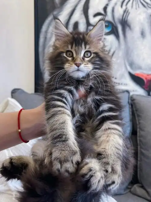 两个多月的缅因猫棕虎斑小帅哥