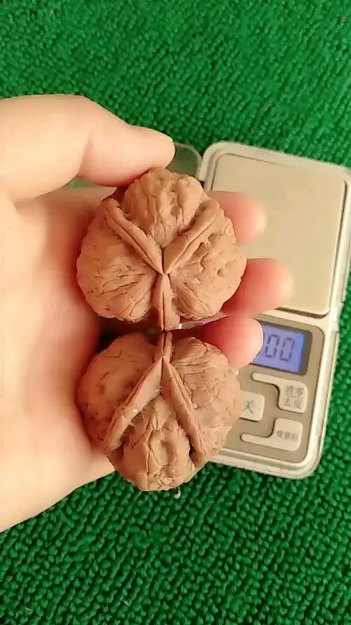 云南野生铁核桃三棱