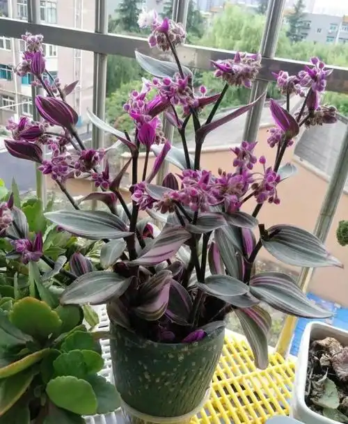 室内好养护,颜值很高的彩叶植物——油画婚礼吊兰