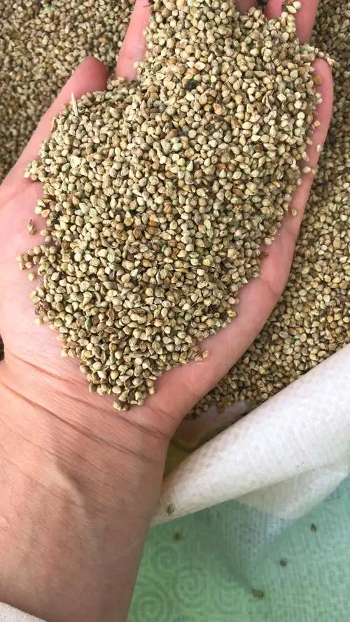 小米草种子鱼小龙虾螃蟹水草鸟食雀叶水稗草籽湖南稷子耐水淹耐旱--爱