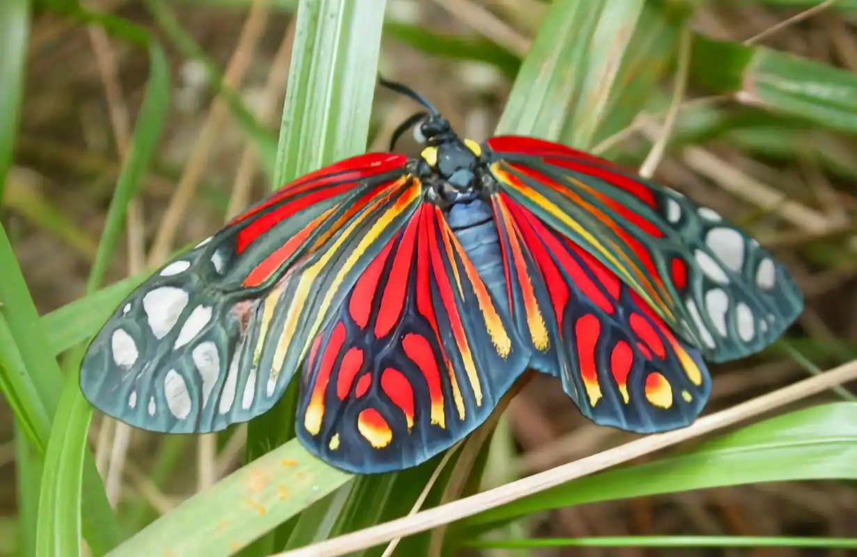 (图片来自网络)