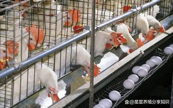 白来航鸡年均产蛋量一般是多少蛋鸡白来航鸡多少日龄开始产蛋