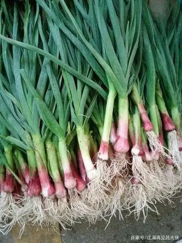 从春风到夏日,新鲜大蒜上市了,这样吃才不会辜负它