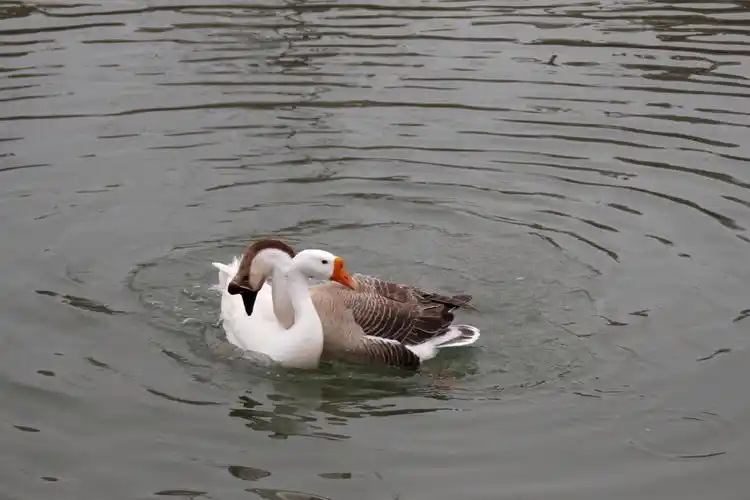 【首发】瞧瞧这两只鹅