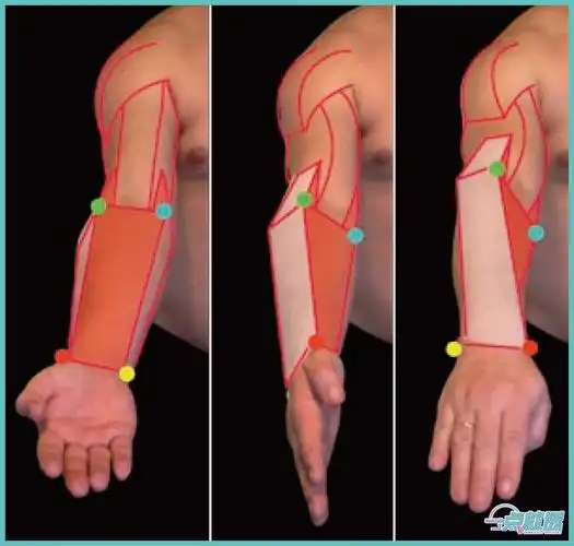 上肢旋后(前臂或手掌朝向前面)