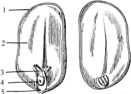 通过花生的种子怎样辨别花生的品种?