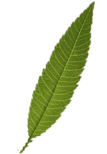 相同点(结构): 植物的叶都为绿色,由叶柄和叶片组成,其中叶片上有叶脉