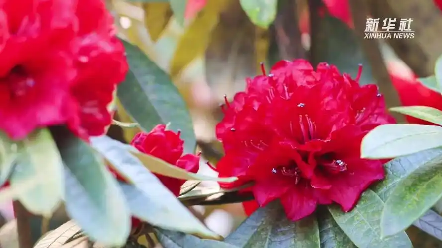 数万株大树杜鹃迎来盛花期