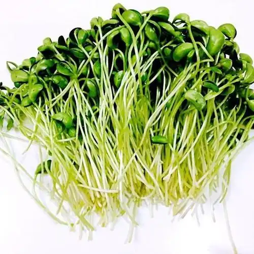 蒜香黑豆苗,黑豆苗就是黑豆芽,简单的食材也可以非常美味