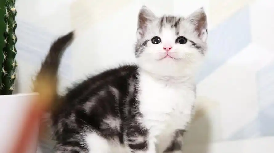 自家纯种美短加白弟弟妹妹找新家