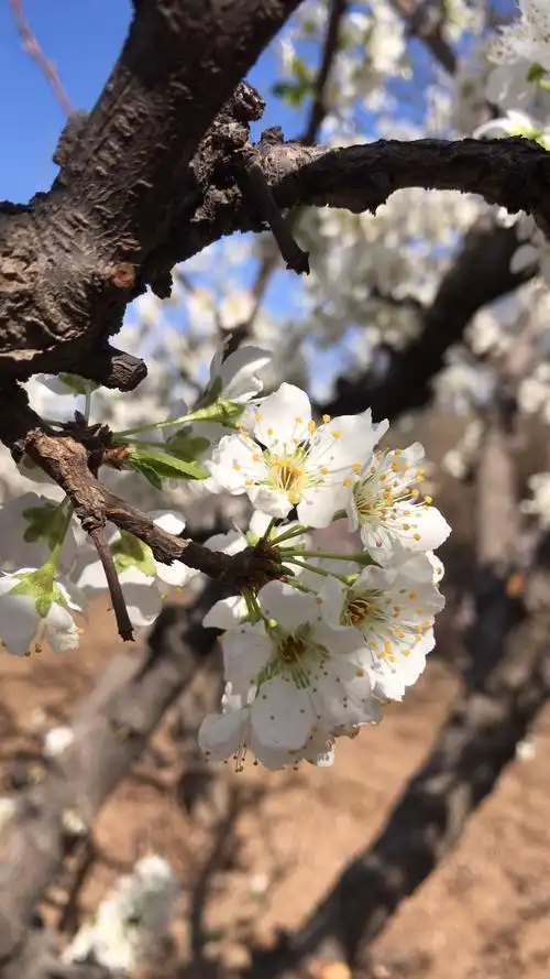门头沟军庄东山梨园