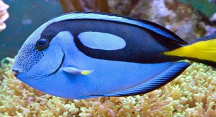 在自然界的生物中刺尾鱼究竟是一种怎样的动物