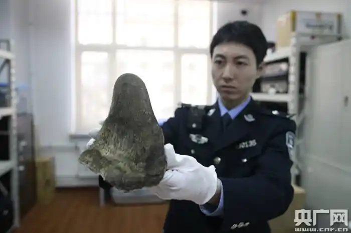 大连海关查获涉嫌走私犀牛角