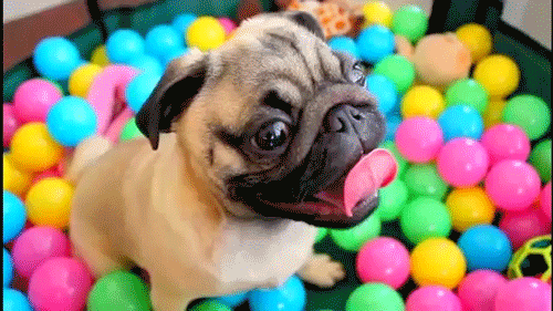 吐舌头萌哈巴狗puggif动图_动态图_表情包下载_soogif