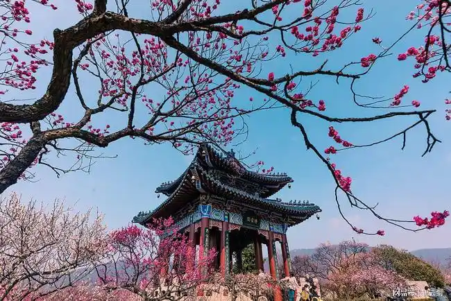 游客跟梅花争艳夺芳场面壮观|钟山|梅园_网易订阅