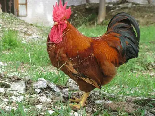 土2公苗,土二公鸡苗