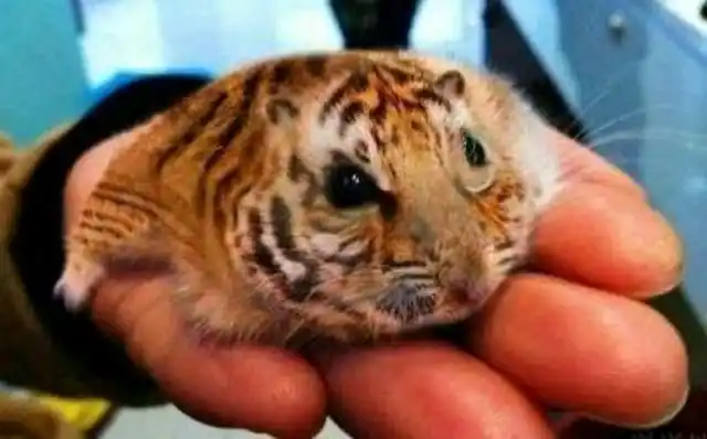 top8. 我的一只小仓鼠变异了,变成了虎斑仓鼠,想问一下这正常吗?