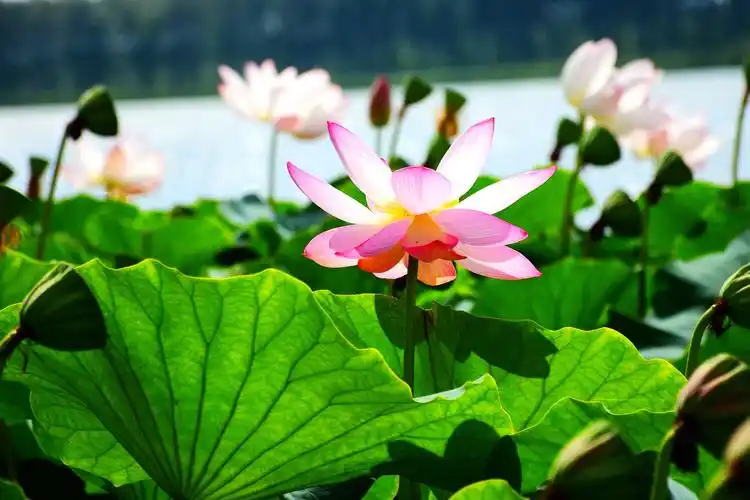 运粮河上,荷花池边