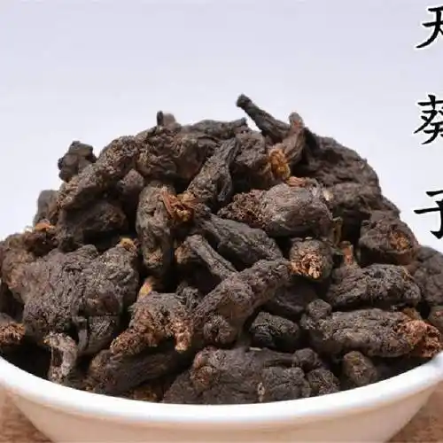 中药材天葵子功效作用紫背天葵天葵根天葵草千年老鼠屎金耗子屎夏无踪