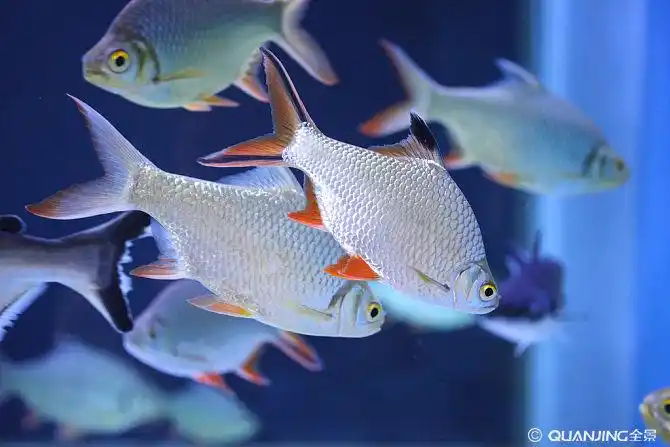 淡水鱼图片_图片大全