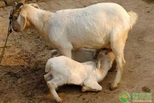 6)山东滨州,母羊8元,70-80斤小母10元,小公11元,都是小尾巴的绵羊(7.