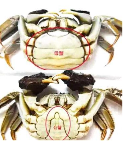 螃蟹也分"公母"?母的肉肥膏多,牢记这3招,公母一看便知!
