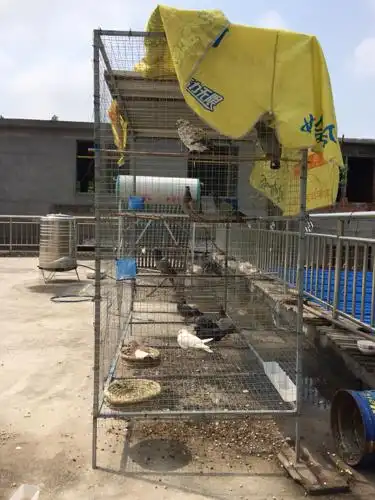 鸽子笼,这样设计合理吗?准备给种鸽繁殖用的,长2米,宽0.8米,高1.5米.