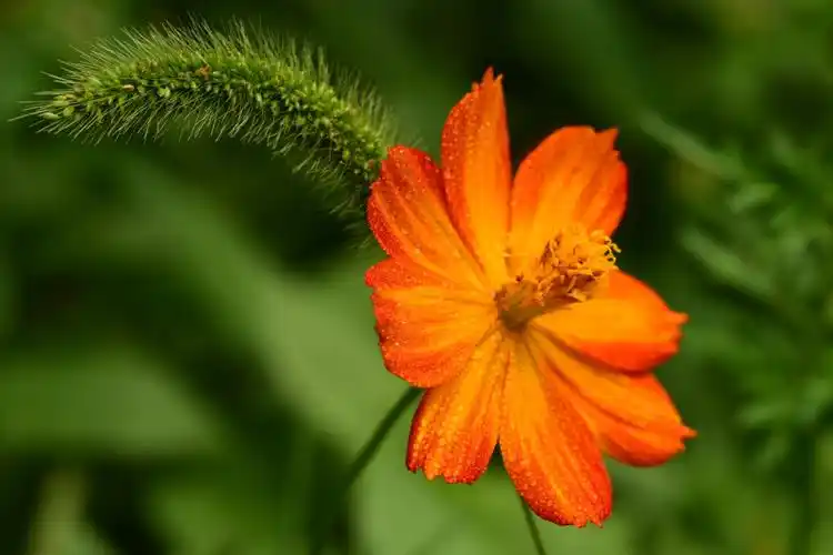 黄秋英别名波斯菊,是菊科一年生草本植物,花期6-7月