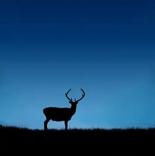 安静意境鹿头像图片