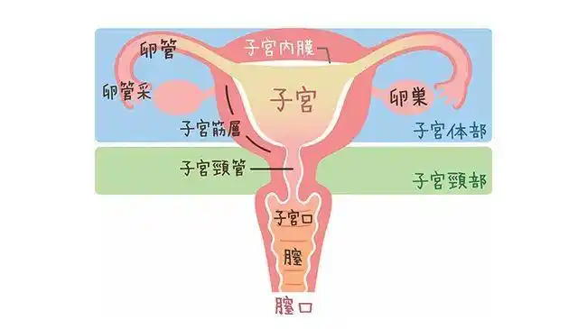 七大妇科的"坑"你踩过几个?|宫颈|子宫肌瘤|宫颈糜烂|盆腔_网易订阅