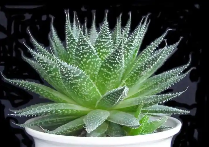 30种芦荟品种介绍(图文并茂)